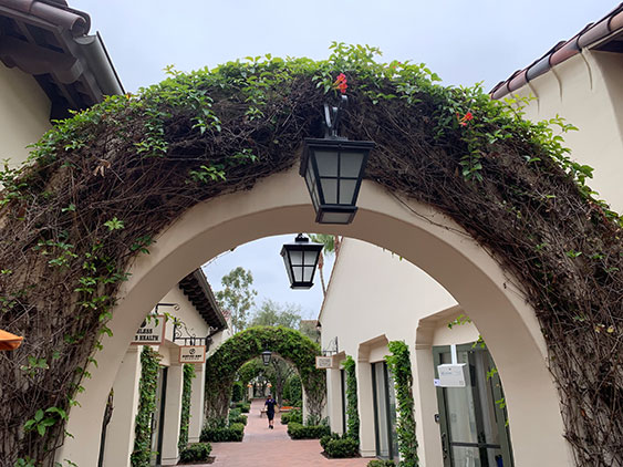 vines on arch