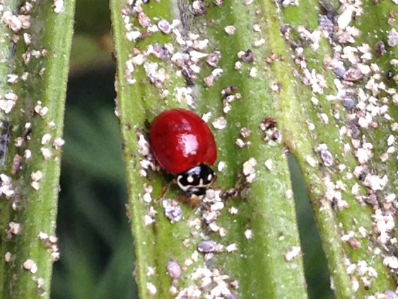 ladybug and aphids