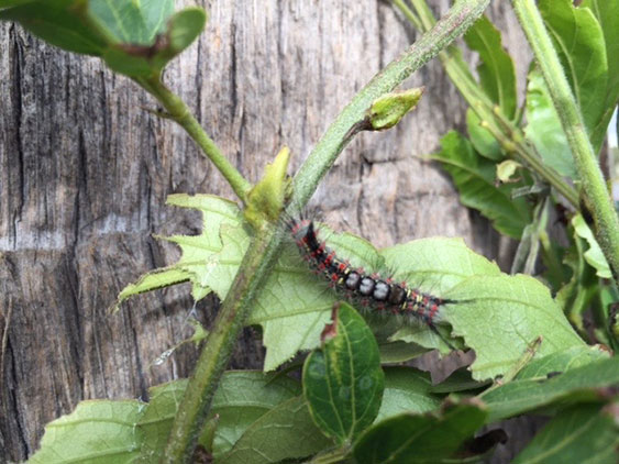 caterpillar pest