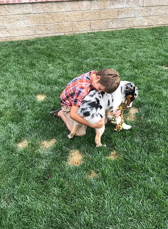 dog damage to turf