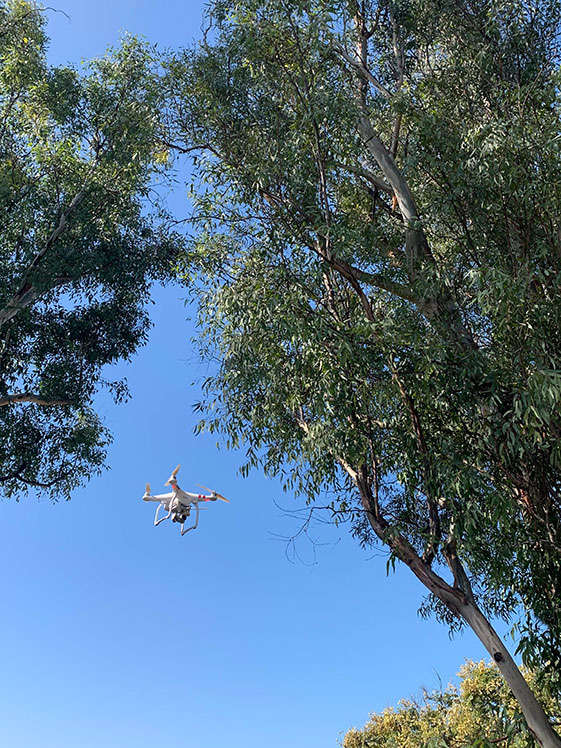 drone surveying tree