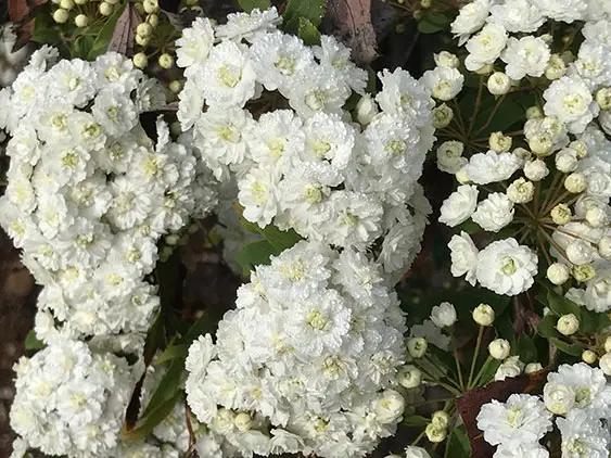 white flowers