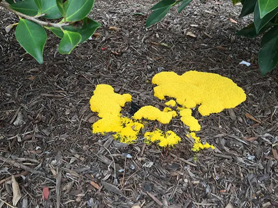 yellow fungus