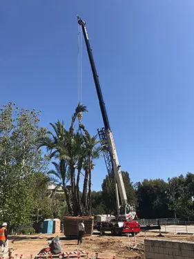 crane lifting tree