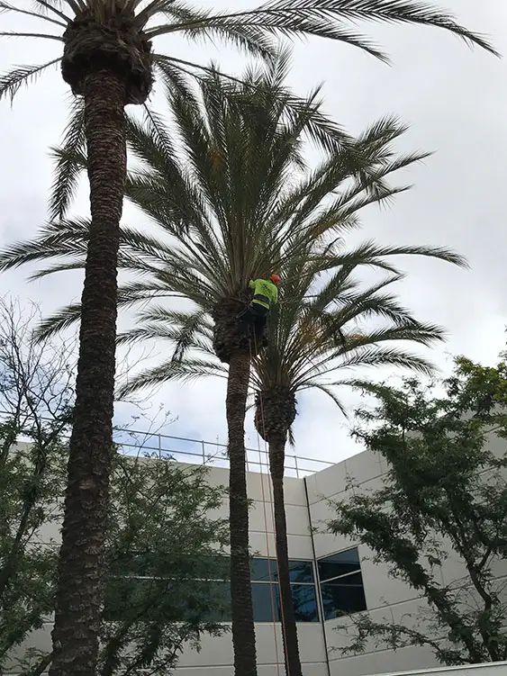 tree care