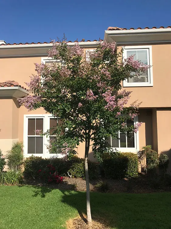 tree in bloom